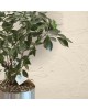 Bonsai
